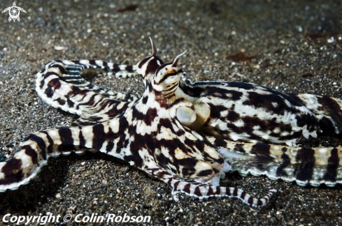 A mimic octopus