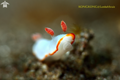 A Nudibranch