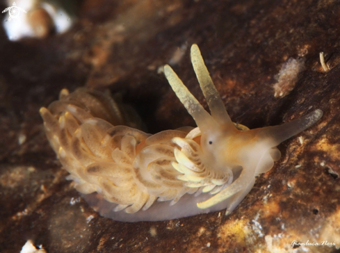 A Aeolidiella alderi | Aeolidiella