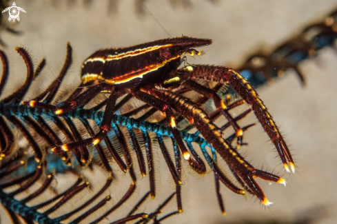 A Allogalathea elegans  | Elegant crinoid squat lobster