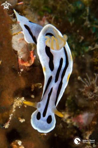 A Diana's Chromodoris Nudibranch