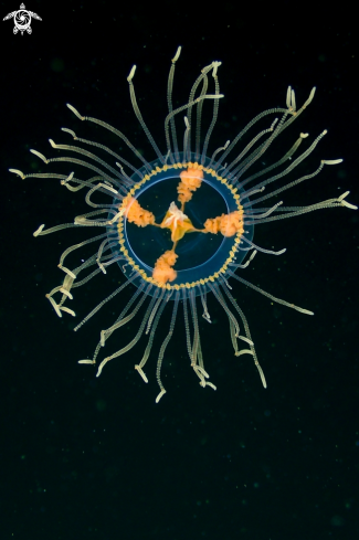 A Hydromedusa