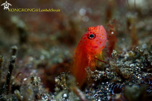 A Okinawa Pygmygoby 