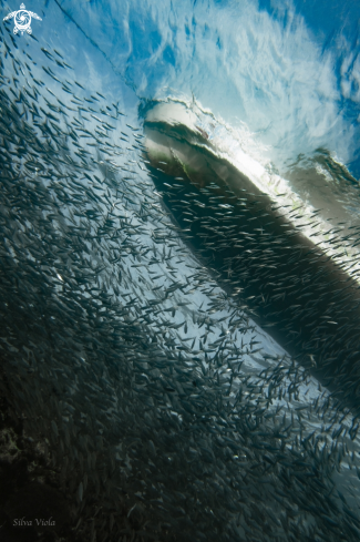 A Sardine