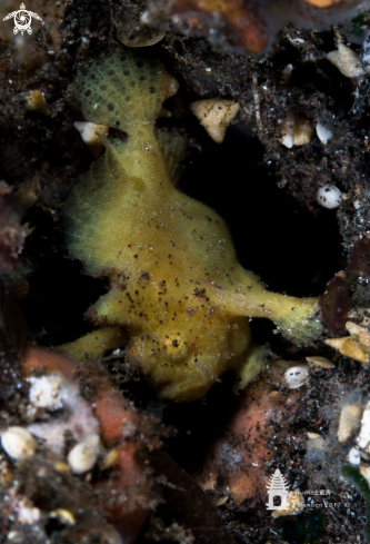 A Frogfish