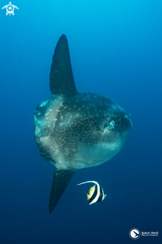 A Mola alexandrini | Mola