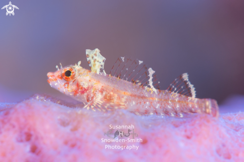 A Triplefin In Soft Pink