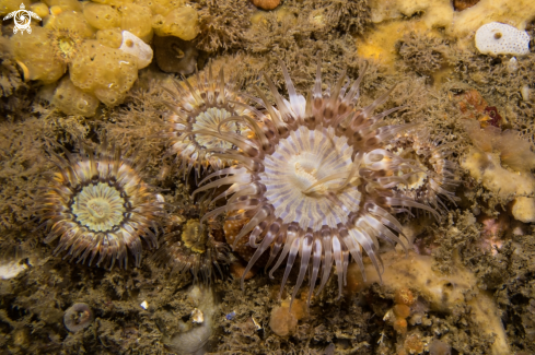 A Sagartia elegans | Elegant Anemones