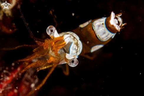 A Elegant squat shrimp