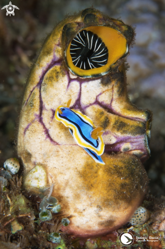 A Anna's Chromodoris Nudibranch