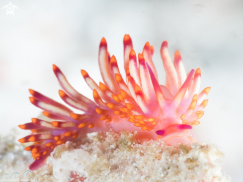 A Redline flabellina