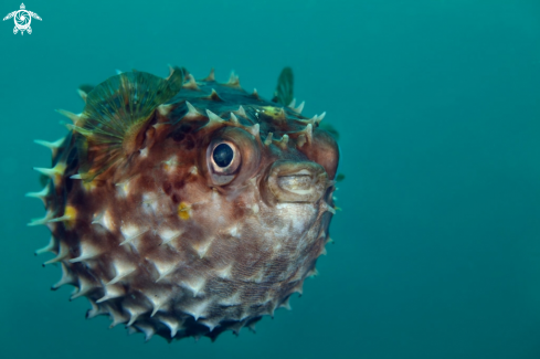 A Porcupinefish 