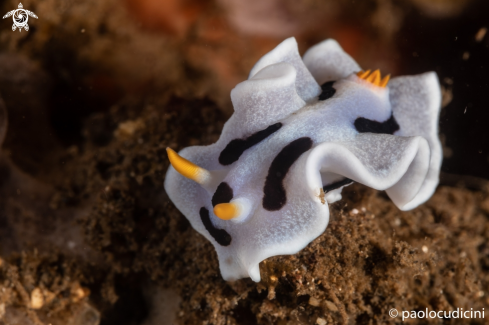 A Chromodoris dianae | Diana's Chromodoris