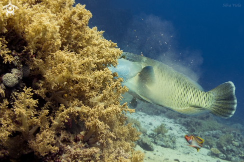 A Napoleon Wrasse & Klunzinger's Wrasse 