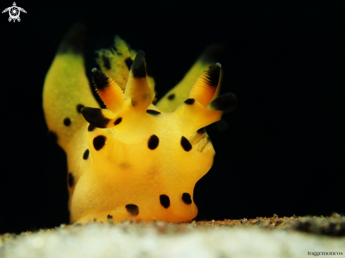 A thecacera Sp | nudibrachs