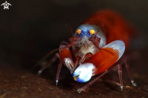 A Modest Snapping Shrimp (Synalpheus modestus)