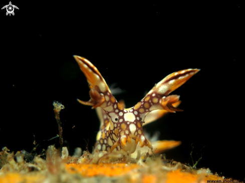 A Bornella