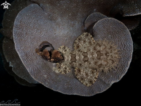 A Tasselled wobbegong