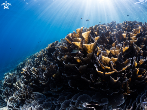 A Garden of stoney coral illuminated by the sun