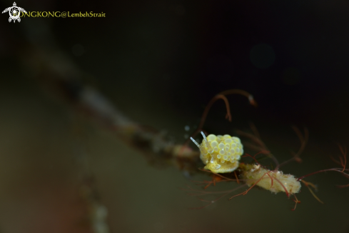 A Nudibranch