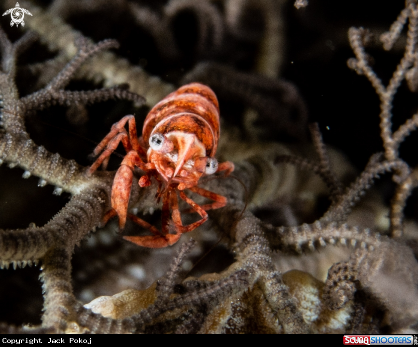 A Basket star shrimp
