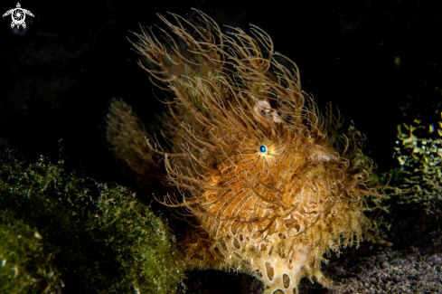 A Antenarius striatus | Hairy frogfish