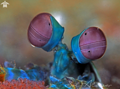 A Mantis shrimp