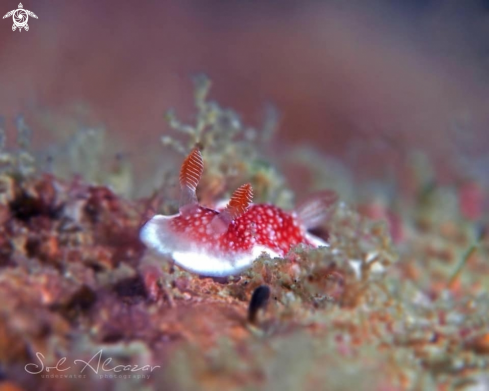 A Nudibranch 