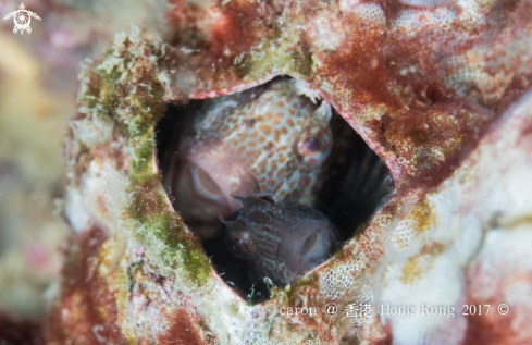 A Blenny