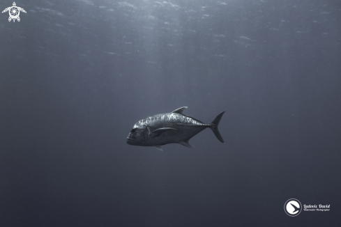 A Caranx ignobilis | Giant Trevally