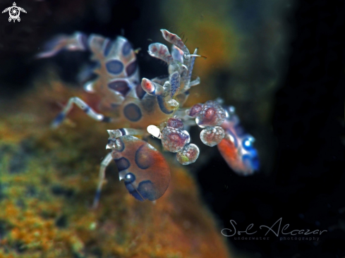 A Harlequin shrimp