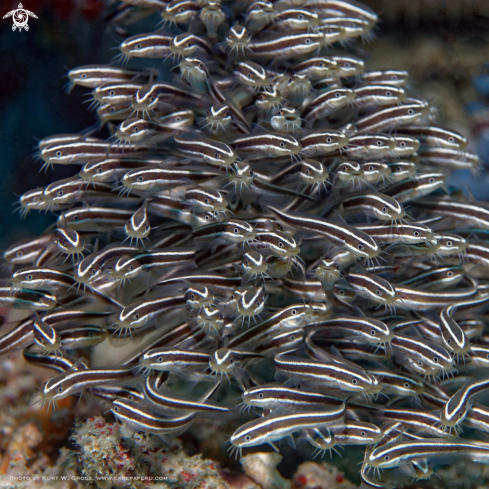 A Plotosus-Lineatus | Strped Catfish