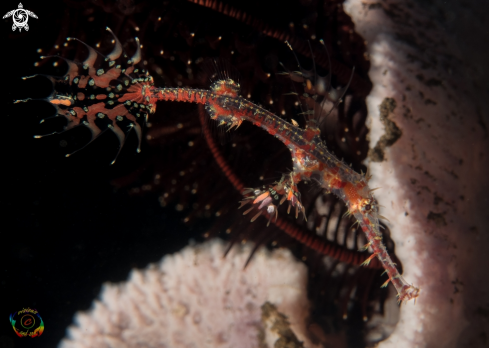 A Solenostomus paradoxus | Harlequin ghost pipefish