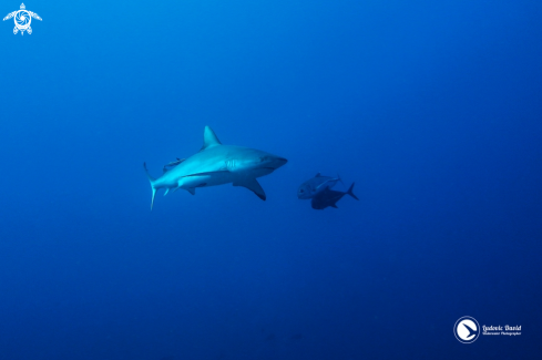 A Carcharhinus amblyrhynchos | Grey Reef Shark