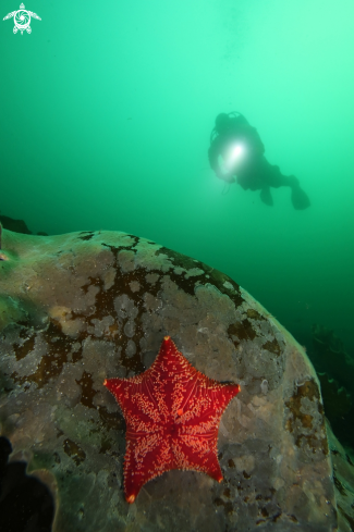 A Porania sea star