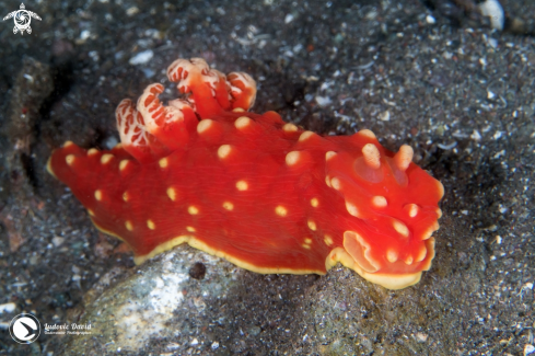 A Strawberry Nudibranch