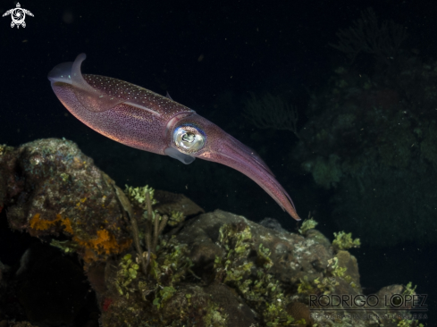 A Caribbean reef squid