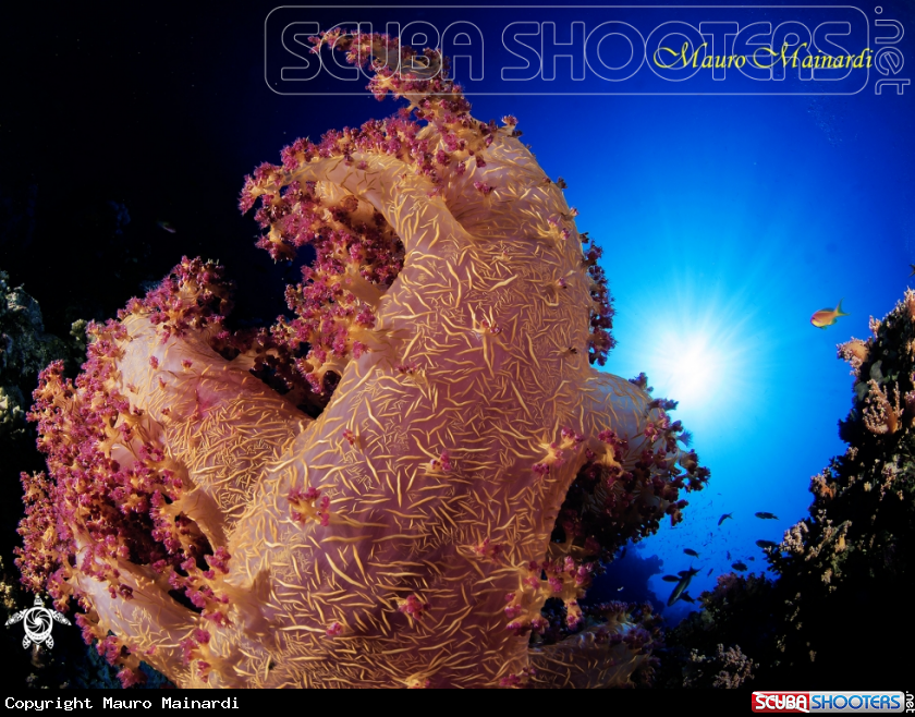 A Soft coral Alcionario