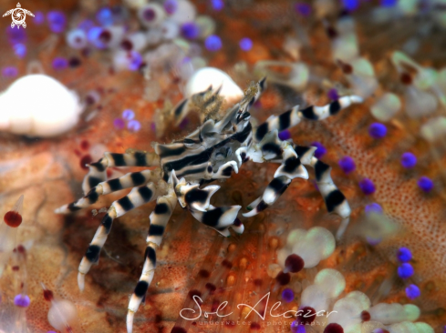 A Zebra crab