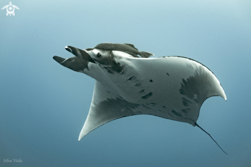 A Giant Oceanic Manta