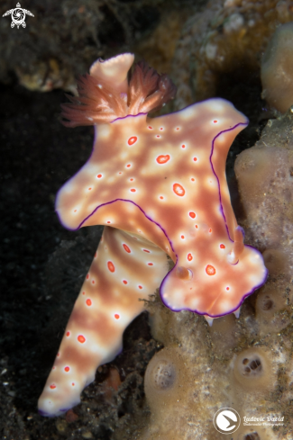 A Ceratosoma trilobatum | Three-Lobed T-Bar Nudibrach