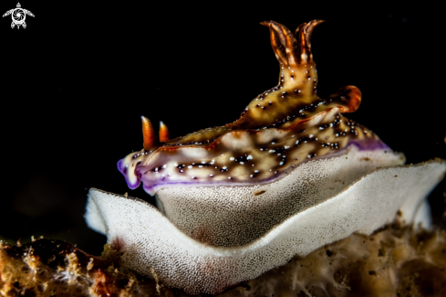 A Hypselodoris krakatoa | Hypselodoris krakatoa