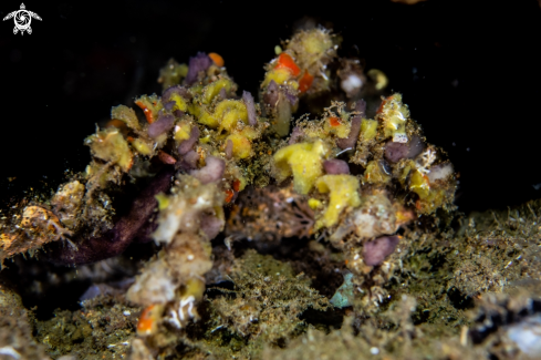 A Camposcia retusa | Spider decorator crab