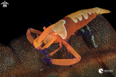 A Zenopontonia rex | Emperor Shrimp