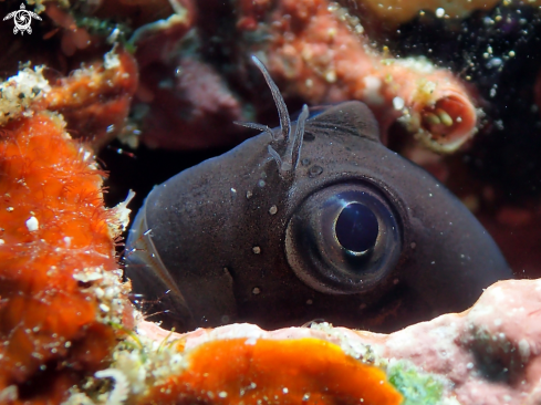 A Blenny