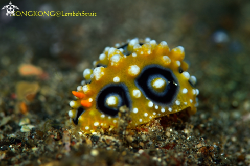 A Nudibranch