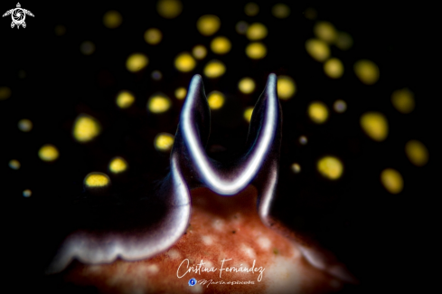 A Thysanozoan nigropapillosum - Yellow papillae flatworm | Flatworm