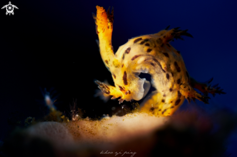 A Nudibranch