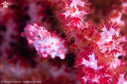 A Pygmy Seahorse