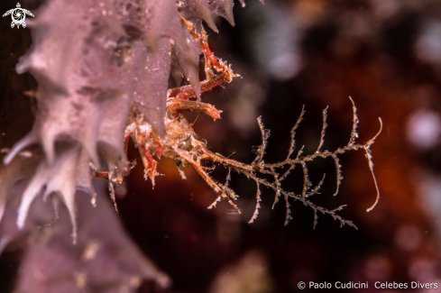 A Hyastenus bispinosus | Hydroid decorator crab